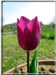 foto Tulipani